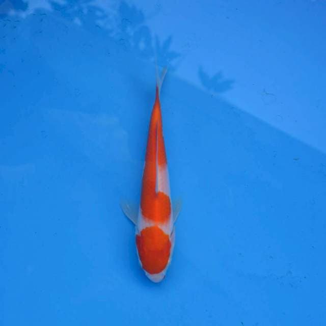 Maruten Kohaku F1