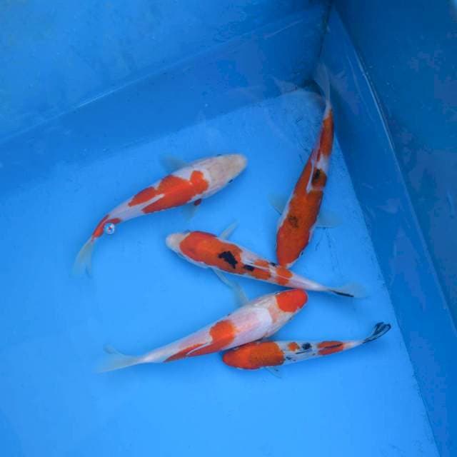 Mix Kohaku Sanke F1