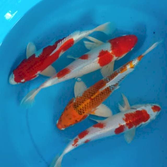 Paket 4 ekor kujaku 27-30cm