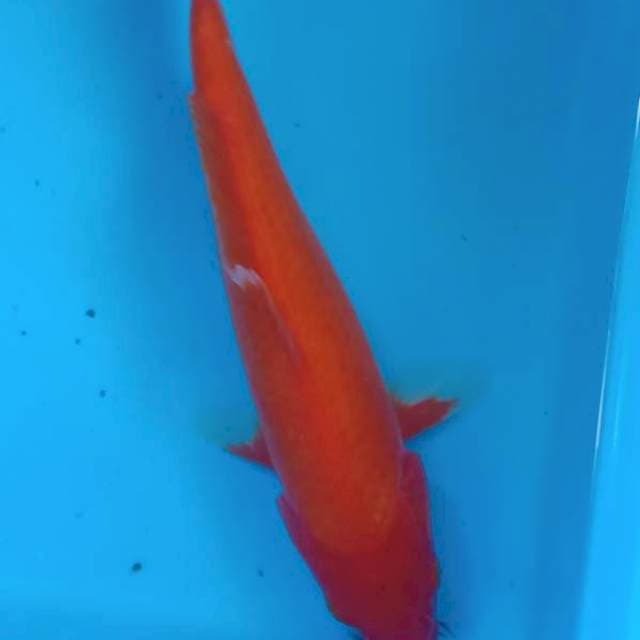 Aka Hajiro 28cm
