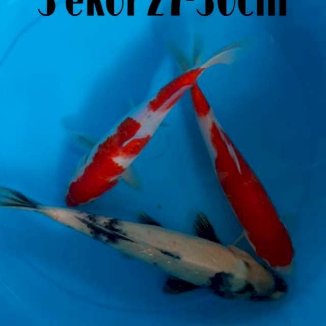 Mix 27-30cm