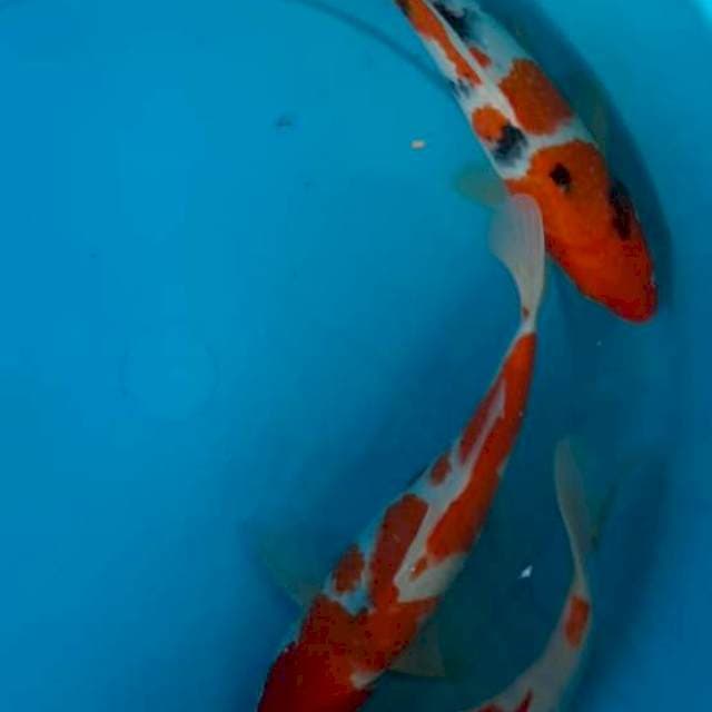 3 ekor Sanke 27-29cm