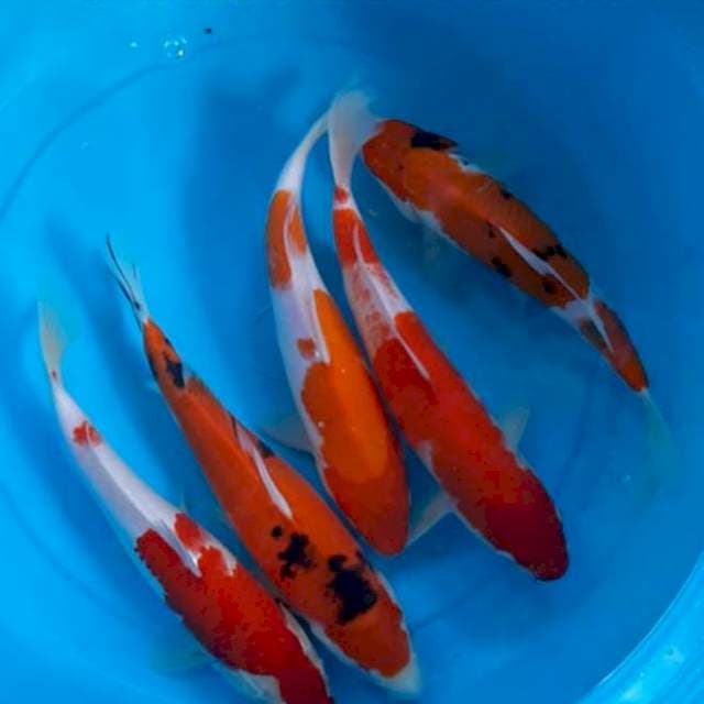 5 ekor, (Kohaku, sanke, sanke doitsu) 27-30cm