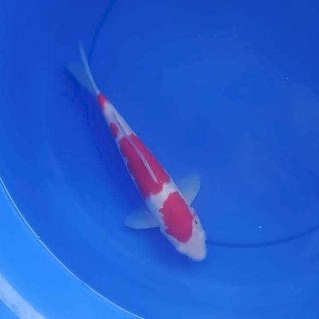 Kohaku