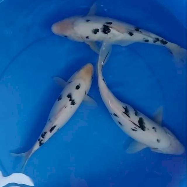 Bekko