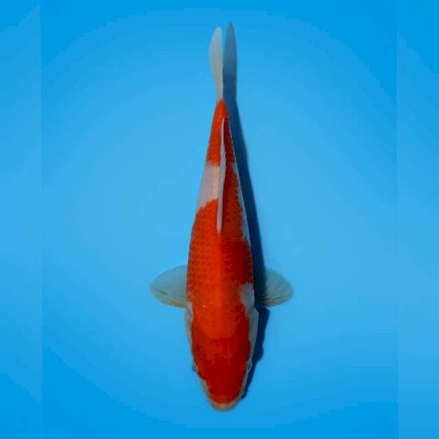 KOHAKU 25 CM