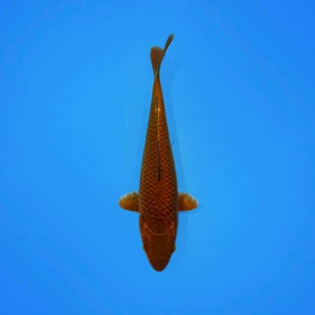Ochiba 27 CM