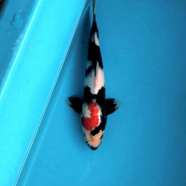 Super Black 35cm Male
