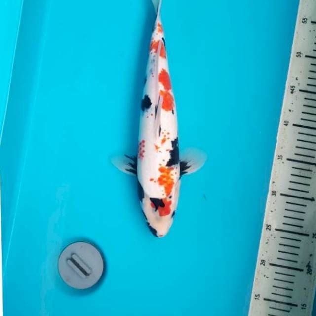 Kanoko motogoro 38cm Male