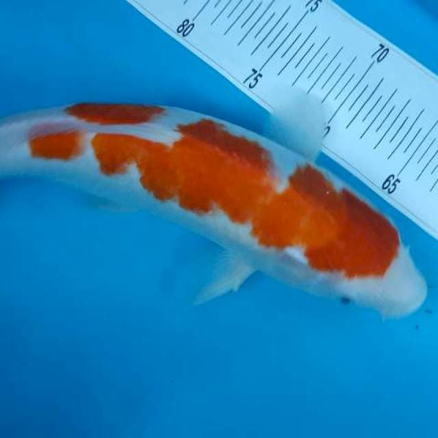 Kohaku 35cm