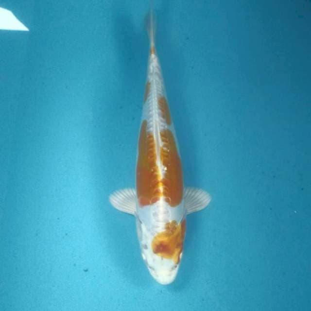 Hariwake Doitsu, male 28 cm