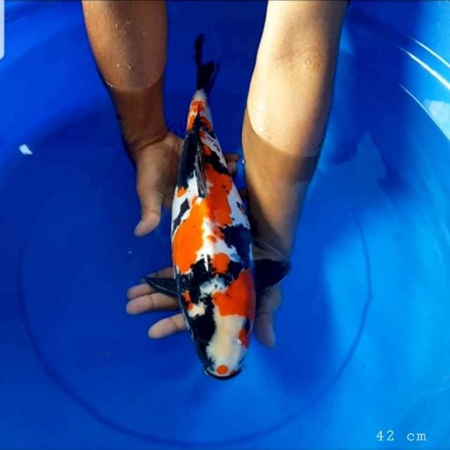 Doitsu showa 42 cm