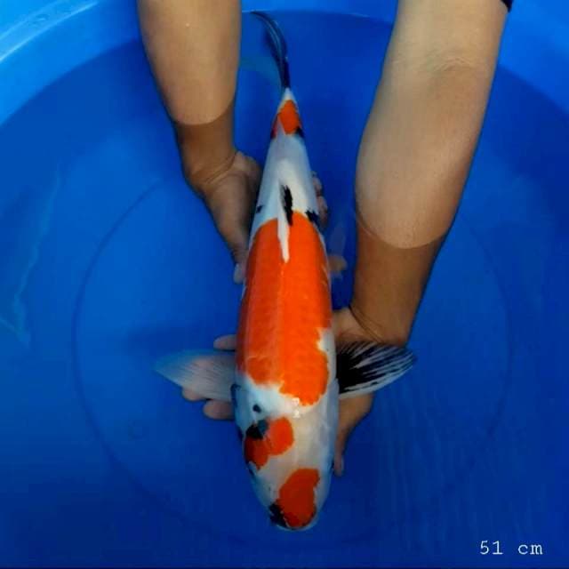 Showa 51 cm