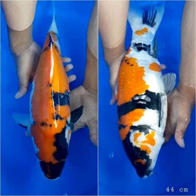 Showa doitsu 44 cm