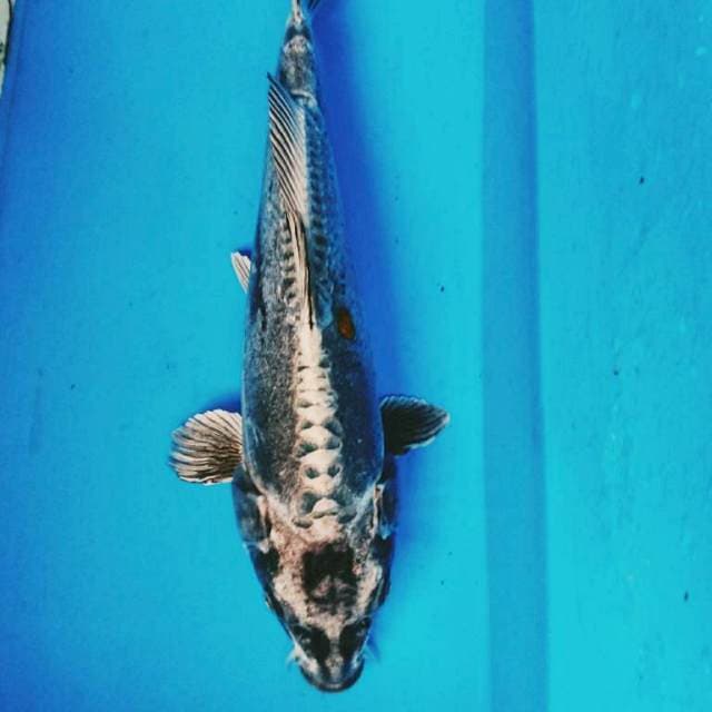 KIKOKURYU 34 cm