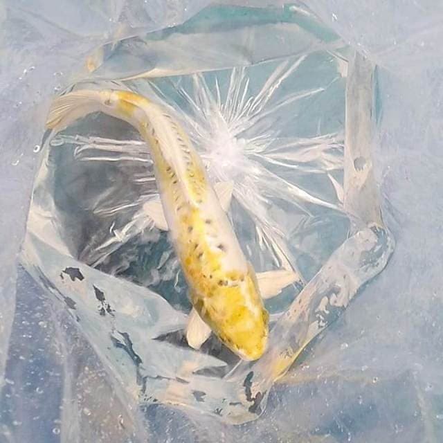 Hariwake doitsu 35cm