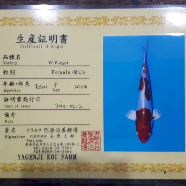Kikushui import 37 cm serti