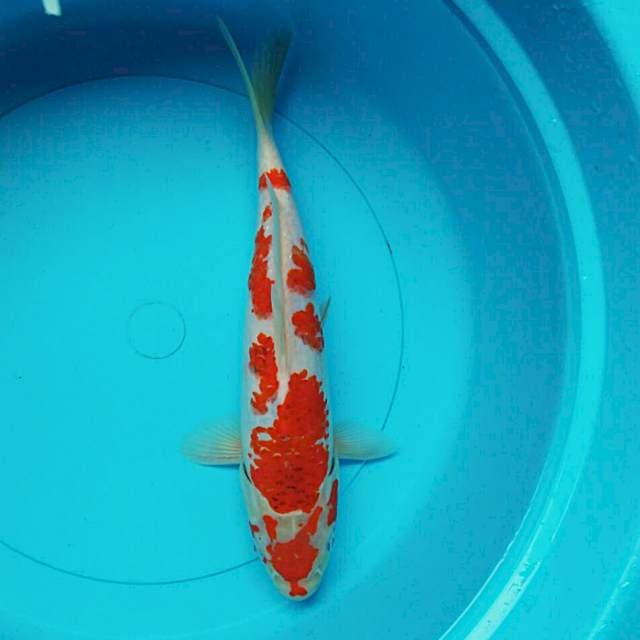 Ai goromo 30cm