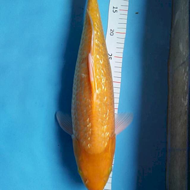 Karashi ginrin 43cm