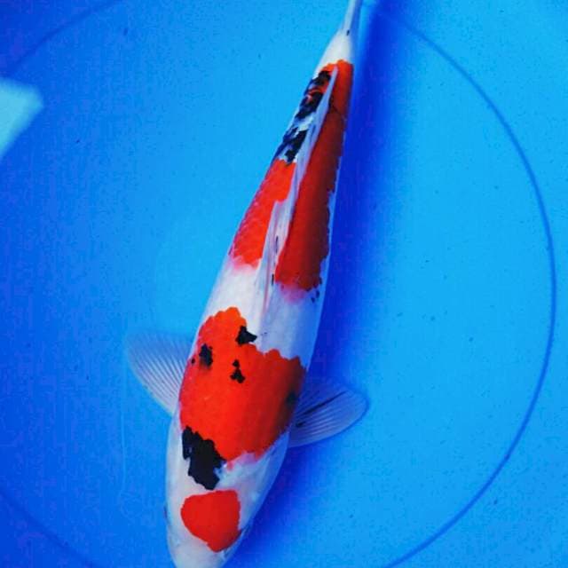 Maruten sanke munuk sq 37cm male