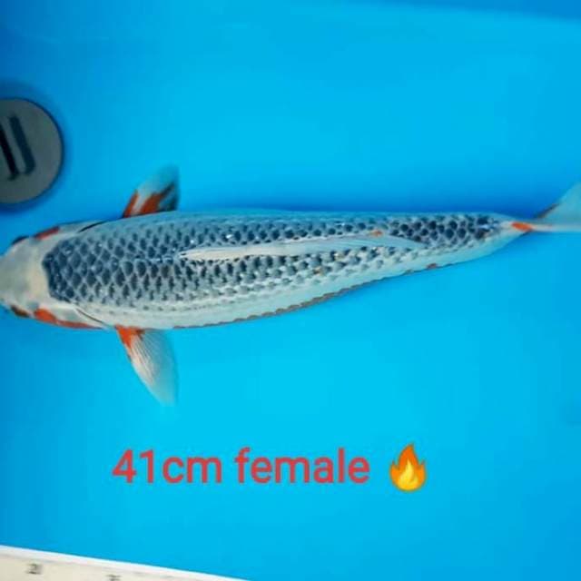 Asagi 42cm female