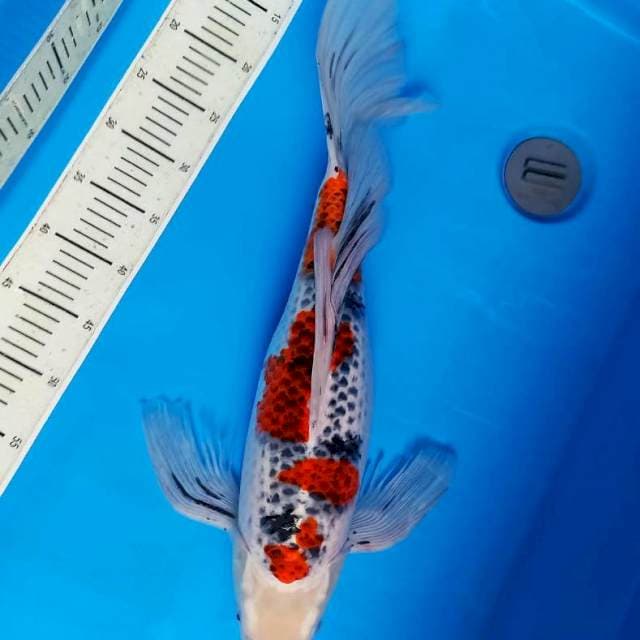 Goshiki Sanke kumpay 50cm