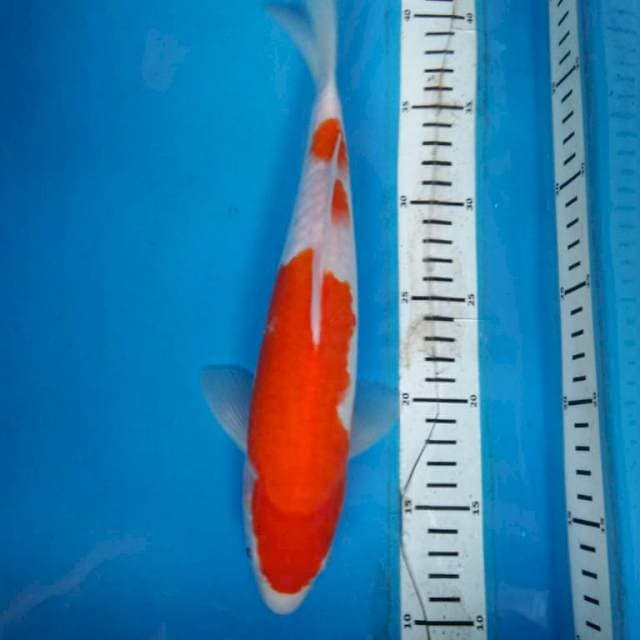 KOHAKU STRONG