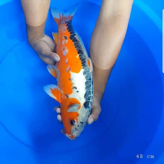 Hana shusui 50 bu
