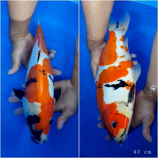 Showa doitsu 40 cm