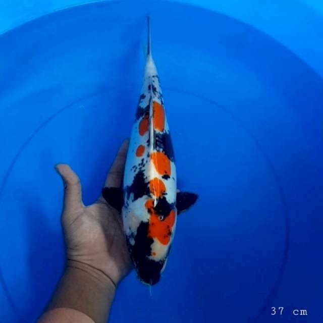 Doitsu showa 37 cm