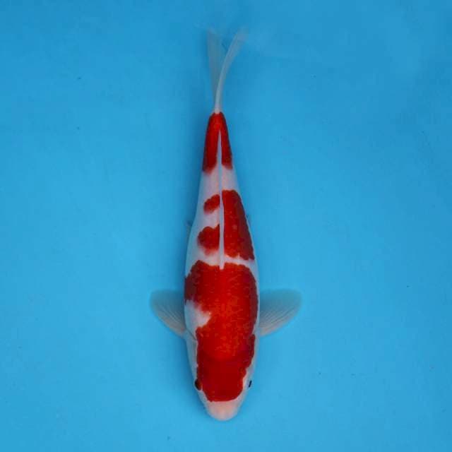 Kohaku SQ patern istimewa