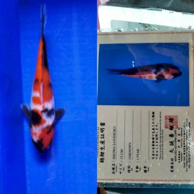 Showa marusei serti