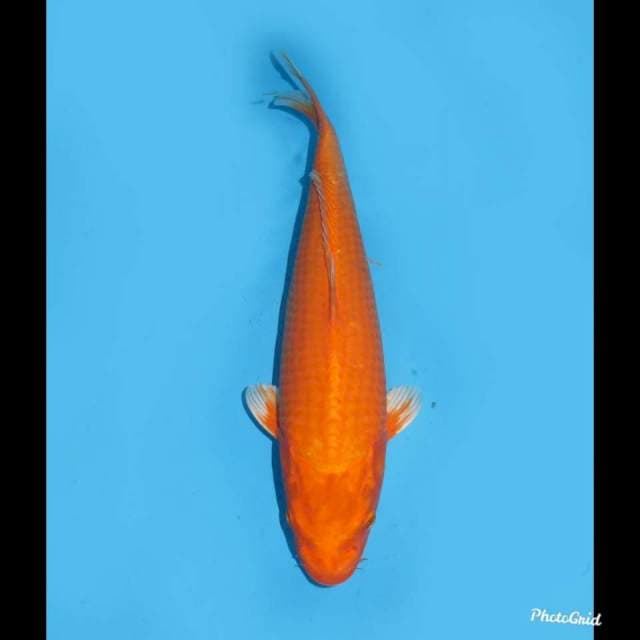 36cm , Orenji No Bocor