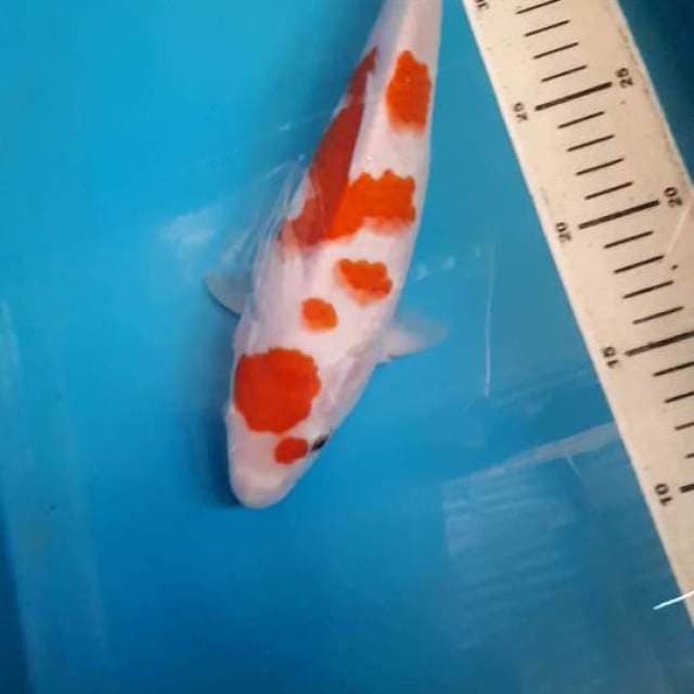 KOHAKU 27 CM