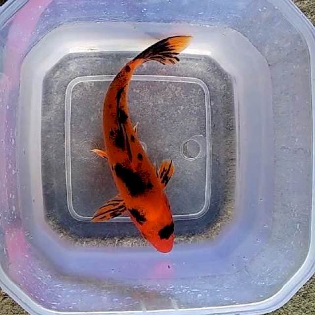 Antik 1 (20cm)