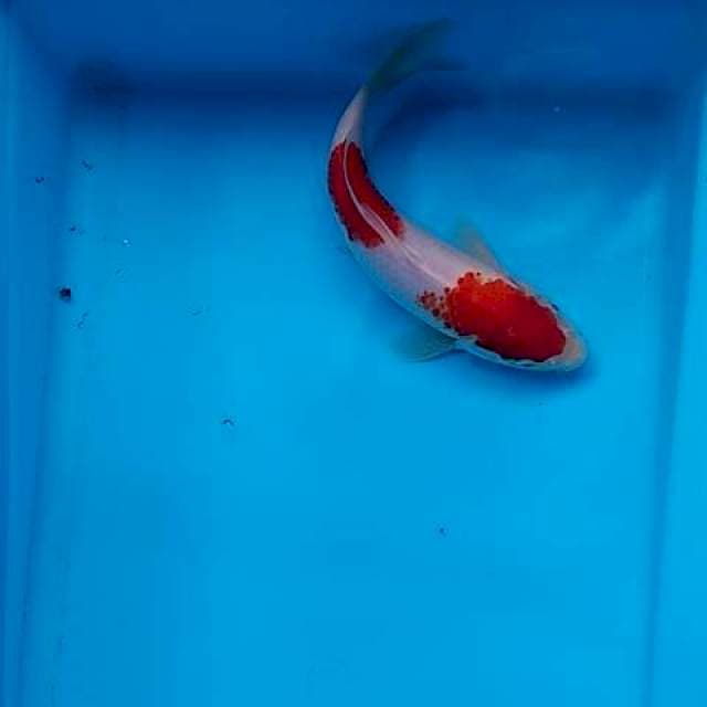 Nindan kohaku 21cm