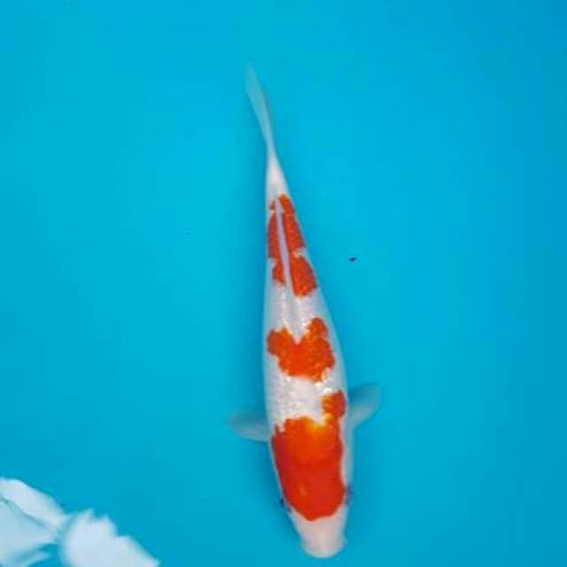 Kohaku ginrin super cling