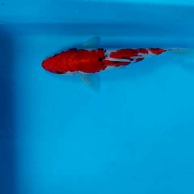 Sanke strong 23cm