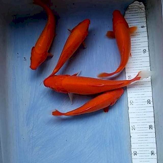 Akamuji 5 ekor 15-20cm
