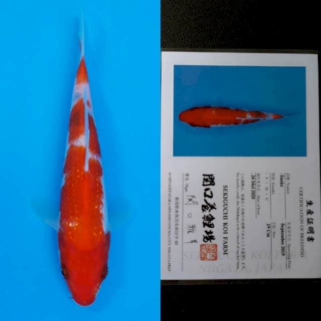 Sekiguchi sanke 19cm sertifikat