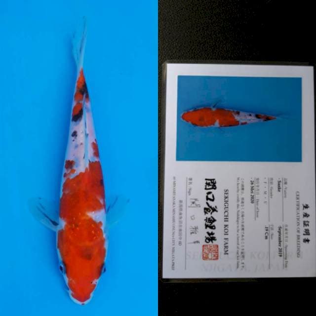 Sekiguchi sanke 19cm sertifikat