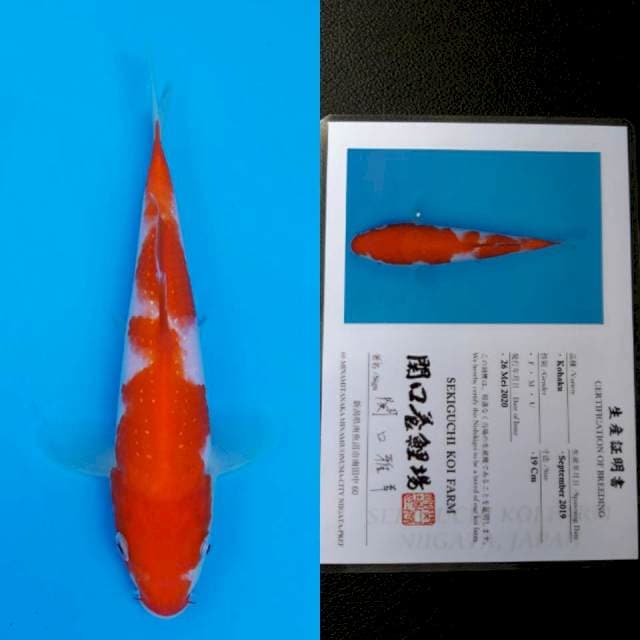 Sekiguchi kohaku 19cm sertifikat