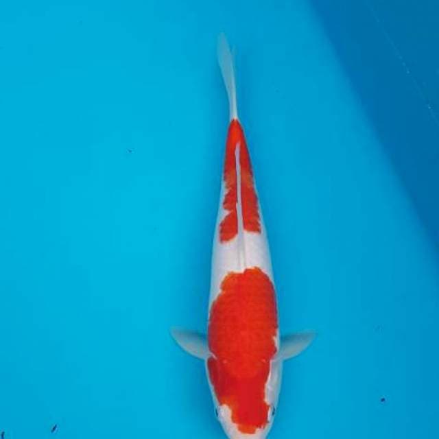 Kohaku nidan