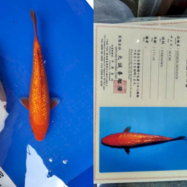 Benigoi gingrin marusei serti
