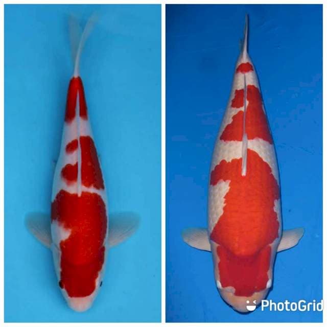 Kohaku Super SQ 30 CM