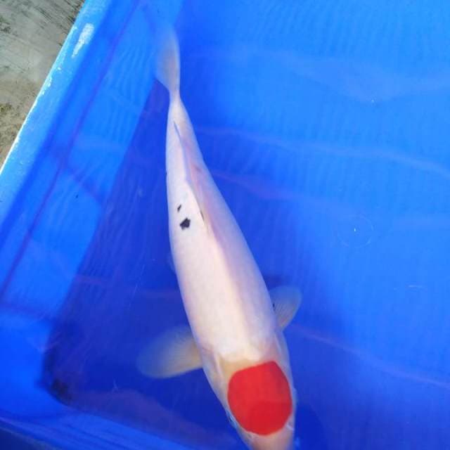 Purnama (tanco)