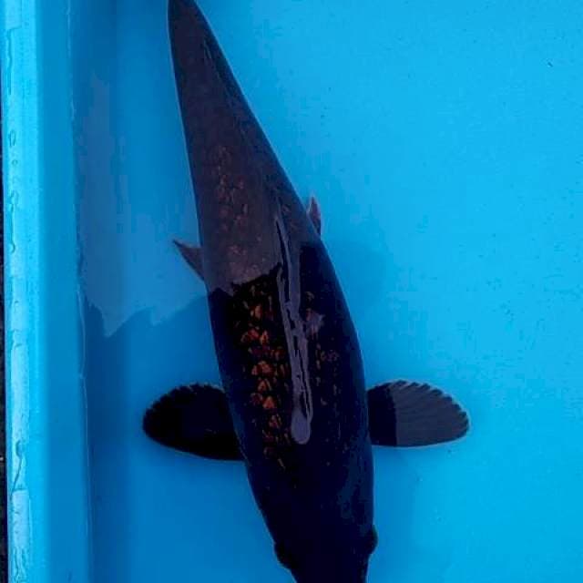 Chagoi hitam 36cm