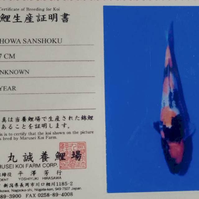 Showa import marusei farm