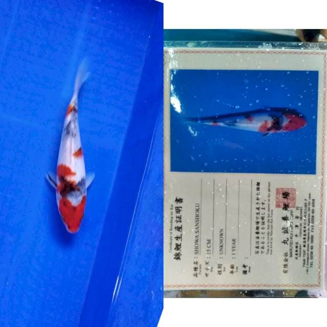 Showa marusei serti