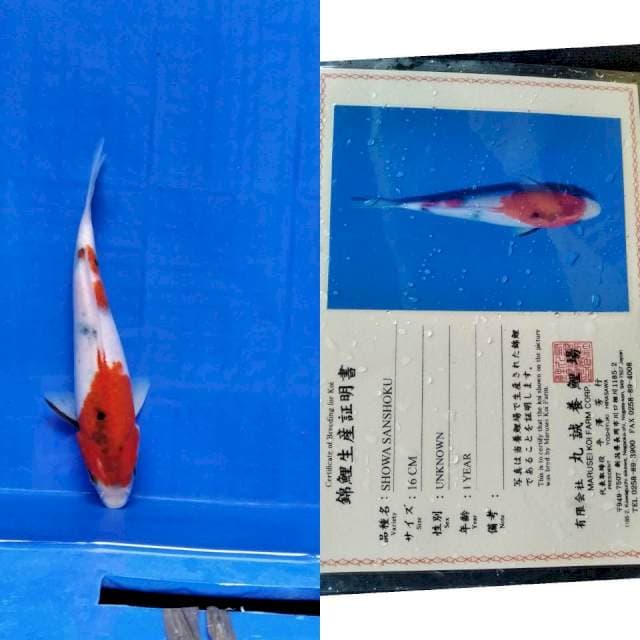 Showa marusei serti